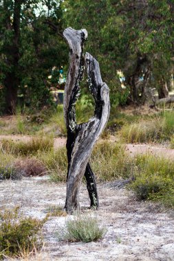 Park orman yangını sonra yanık ağaç kalıntıları