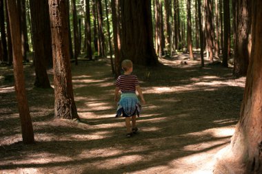 Rotorua yakınlarındaki sekoya genç bir orman kaşifi, Yeni Zelanda