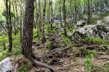 Lifjel, Sandnes, Norveç 'e, Mayıs 2018' de bir turist yürüyüş rotasındaki bir ormanda kayalıkları kaplayan birden fazla kök.
