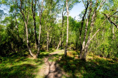 Lifjel, Sandnes, Norveç, Mayıs 2018 'de ormandaki turist yürüyüş yolu.