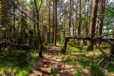 Lifjel Dağı yamacındaki orman boyunca uzanan kırık bir ağaç, Sandnes, Norveç, Mayıs 2018