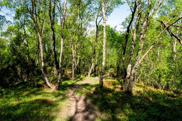 Lifjel, Sandnes, Norveç, Mayıs 2018 'de ormandaki turist yürüyüş yolu.