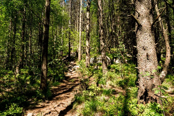 Senderismo Trek Través Del Bosque Verano Montaña Lifjel Sandnes Noruega — Foto de Stock