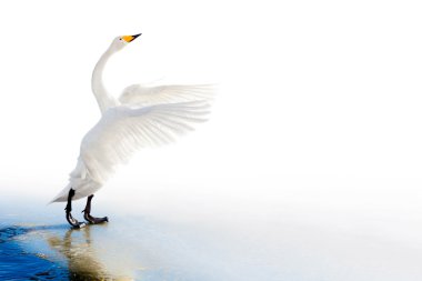 Standing swan on ice edge with spreaded wings clipart