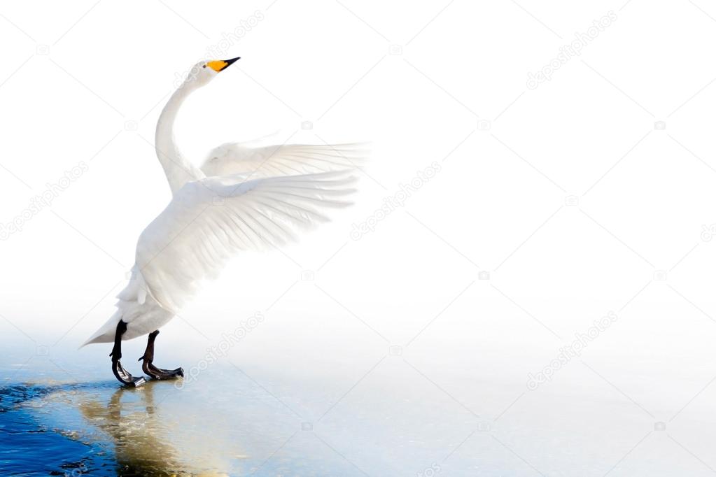 Standing swan on ice edge with spreaded wings