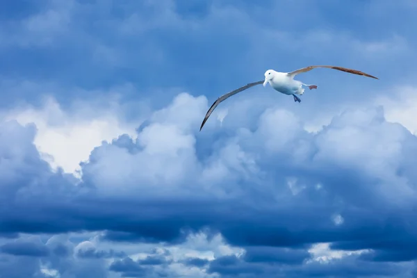 royal Albatros dramatik mavi bulutlar karşı uçan