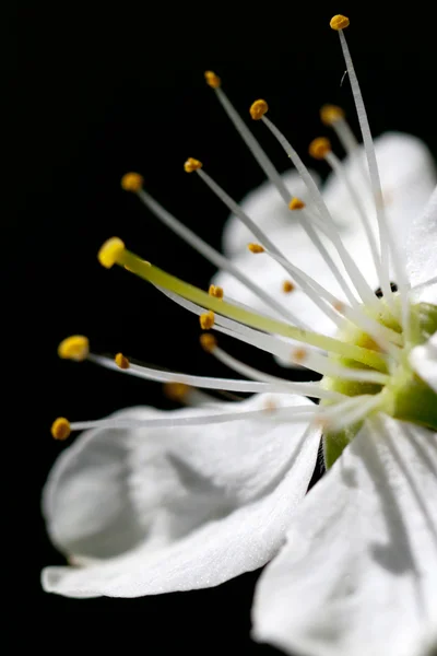 Flor de manzana sobre fondo negro — Foto de Stock