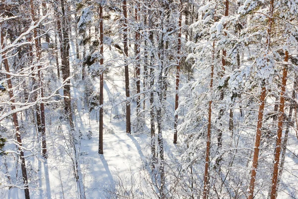 Bosque de pino nevado al sol —  Fotos de Stock