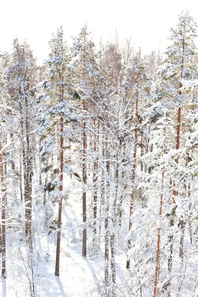 Verschneiter Wald — Stockfoto