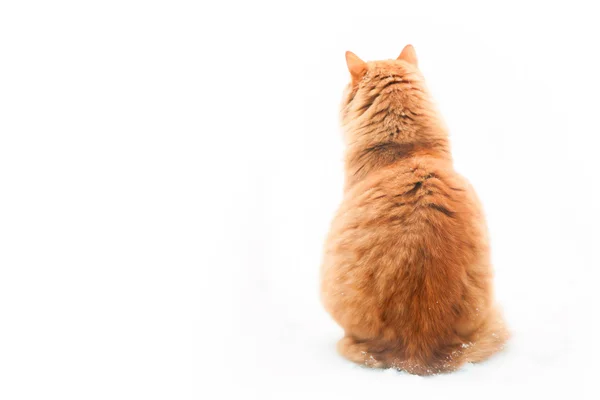 Orange gestromte Katze sitzt auf weißem Hintergrund — Stockfoto