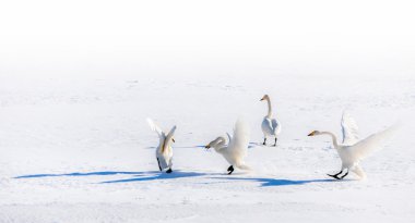 kuğular karlı bir alan üzerinde mücadele