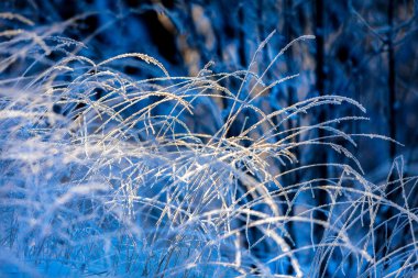 Frost kaplı hays güneşli