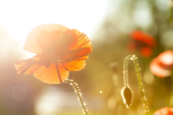 turuncu ve kırmızı arka plan bulanık haşhaş