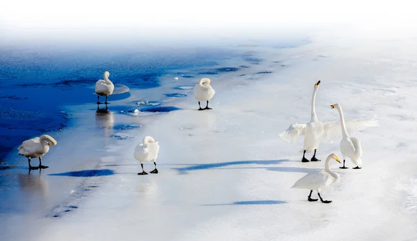 Cisnes lutando em um lago congelado — Fotografia de Stock