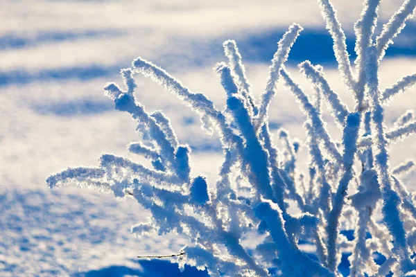 Frosty small branches — Stock Photo, Image