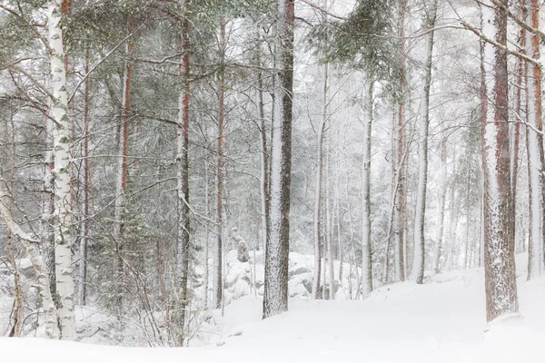 Зимний лес с высокими деревьями — стоковое фото