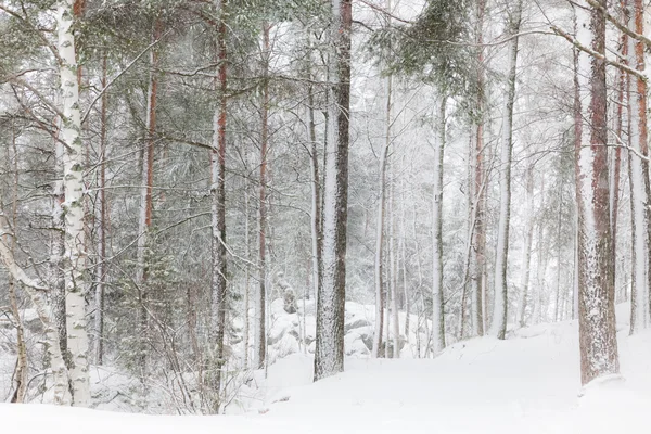 Foresta invernale con alberi alti — Foto Stock