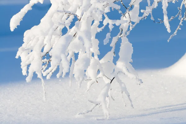 雪に覆われた白樺の枝 — ストック写真