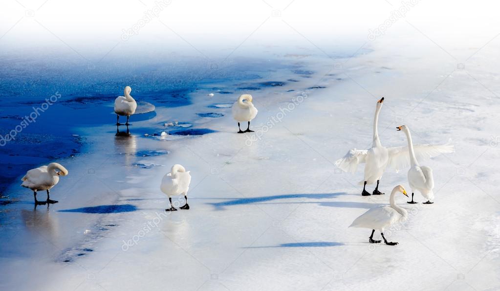 Fighting swans on a frozen lake