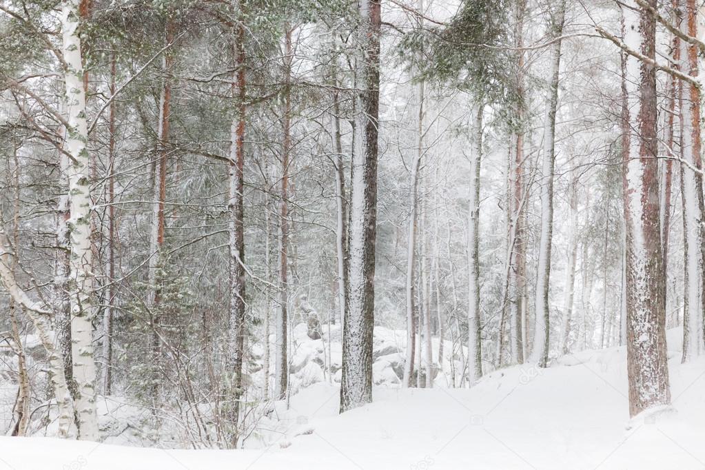 Winter forest with tall trees