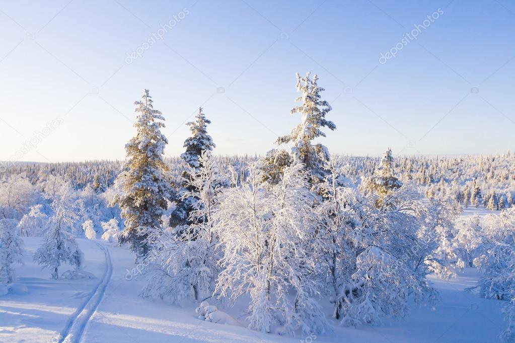 Ski tracks in snowy forest