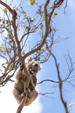 bir ağaçta vahşi koala
