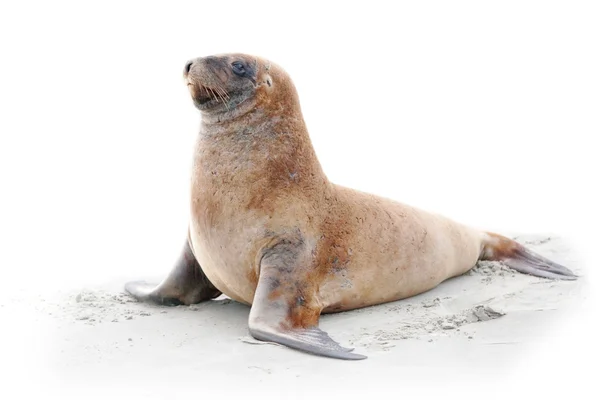 Sahilde vahşi deniz aslanı