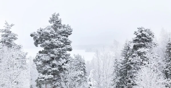 Sommets d'arbres enneigés contre le ciel gris — Photo