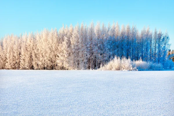 Winer forest on a bright sunny day — Stock Photo, Image