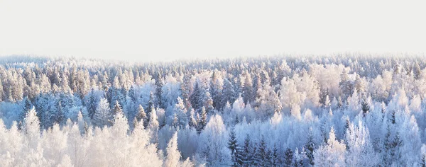 Winter forest panorama — Stock Photo, Image