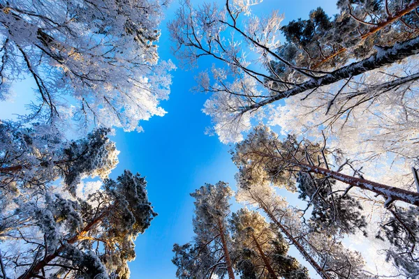 Canopée givrée d'arbres contre un ciel bleu vif — Photo