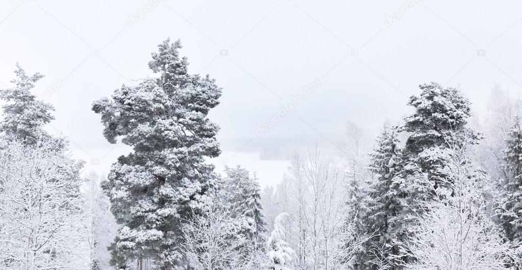 Snowy tree tops against grey sky