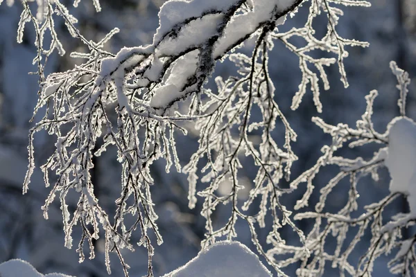 雪に覆われた細長い白樺の枝 — ストック写真