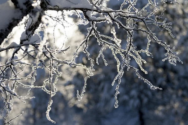 Slender snowy birch branches in sunshine — Stock Photo, Image