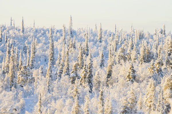 Forêt d'hiver par temps ensoleillé — Photo