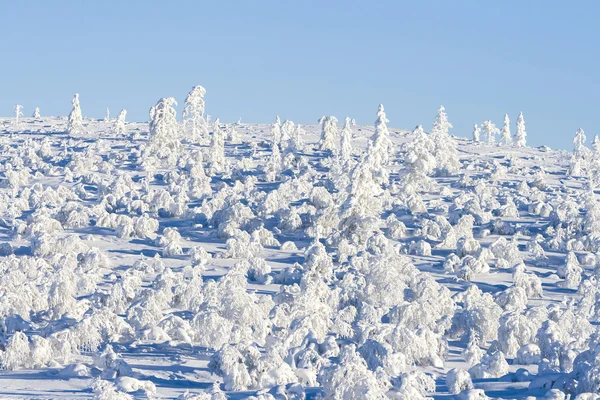 Small birches under snow in sunshine — Stock Photo, Image