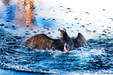 osprey mavi su Yükseliyor