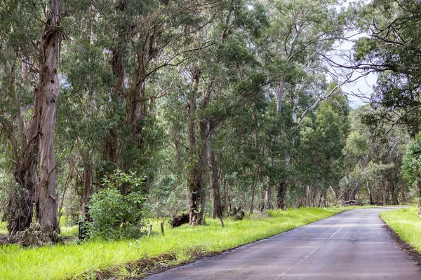 Eucalyptusbomen naast een weg — Stockfoto