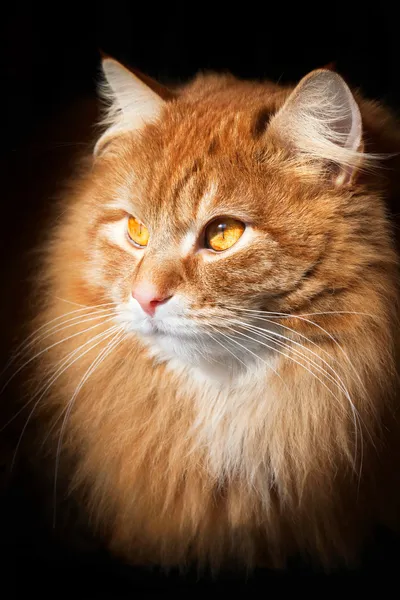 Porträt einer orangen Katze, isoliert auf schwarzem Hintergrund — Stockfoto