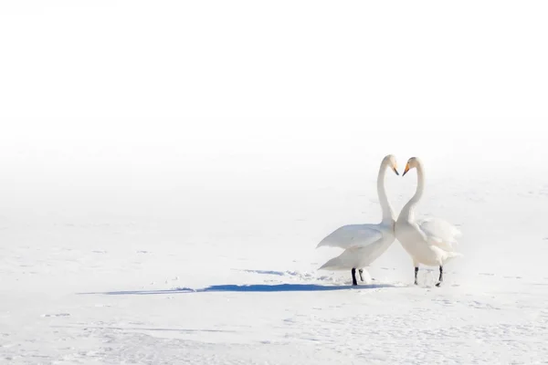 Deux cygnes amoureux sur un champ enneigé — Photo