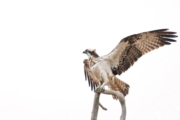 Osprey spreading its wings while sitting on a branch — Stock Photo, Image