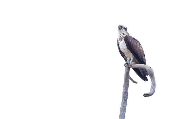 Osprey που κάθεται σε ένα υποκατάστημα — Φωτογραφία Αρχείου