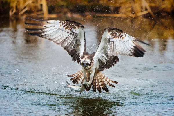osprey bir balık yakalamak