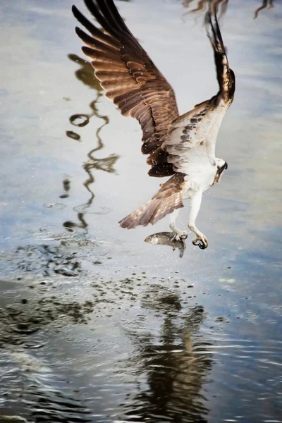 Osprey from behind after catching a fish — Stock Photo, Image