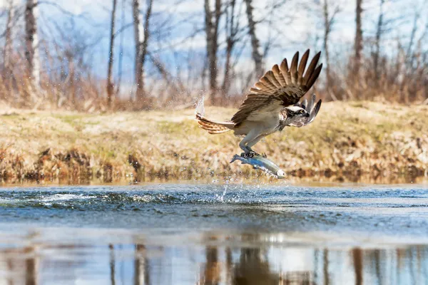 osprey bir balık yakalamak