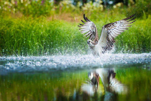 Oprey diving into a lake with spreaded wings
