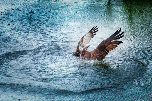 Osprey rising from water with spreaded wings