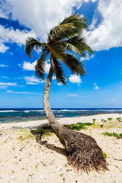 Palm tree on tropical beach — Stock Photo, Image