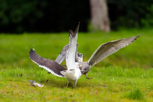 Two saegulls attacking each other when fighting over a fish — Stock Photo, Image