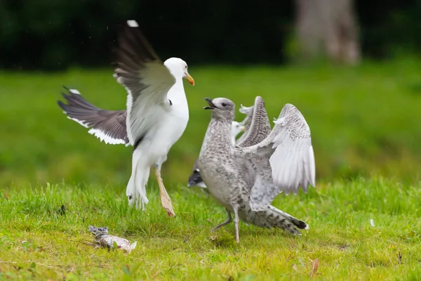 bir balık mücadele iki martı